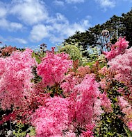 thumbnail Perennial Garden Weeding