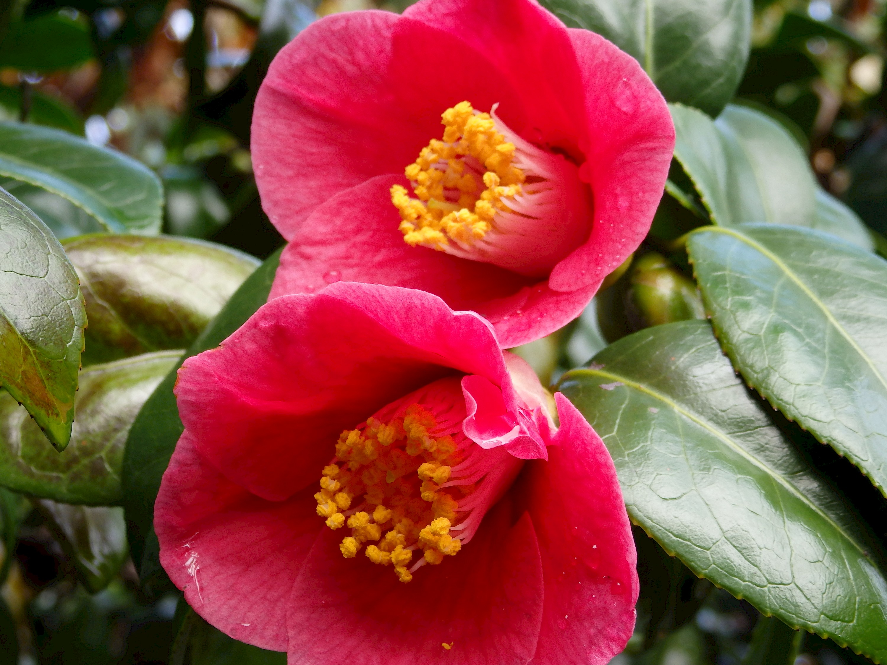 Camellia unryu