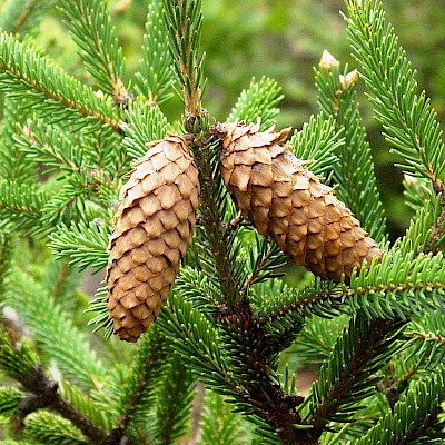 Conifer Collection - Collections - MCBG Corp. 2024 | Fort Bragg, California