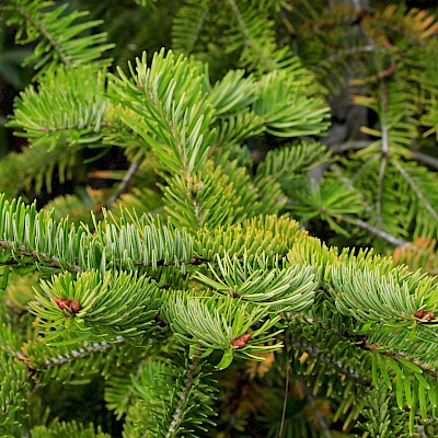 Conifer Collection - Collections - MCBG Corp. 2024 | Fort Bragg, California