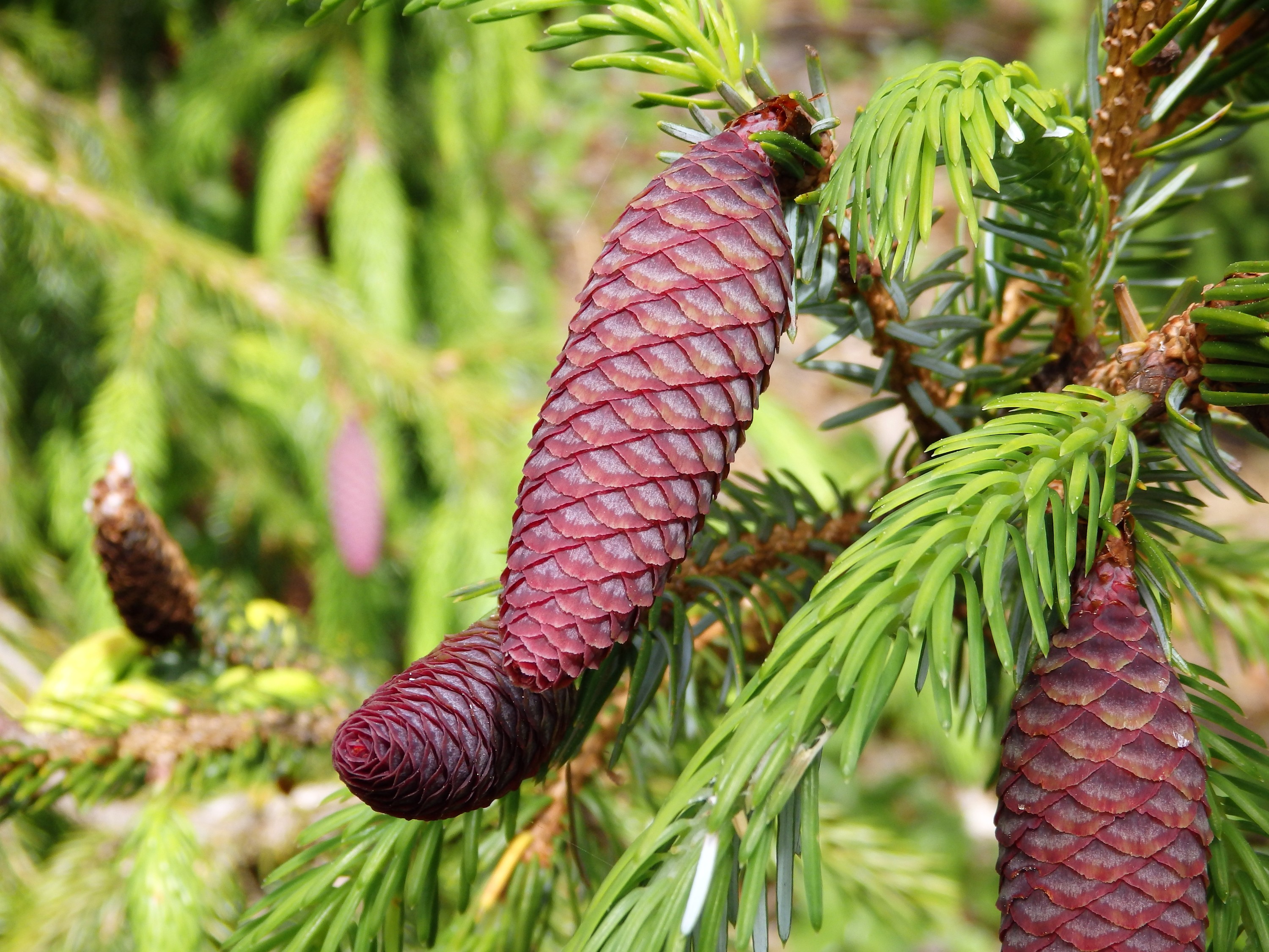 Can You Prune Coniferous Trees?