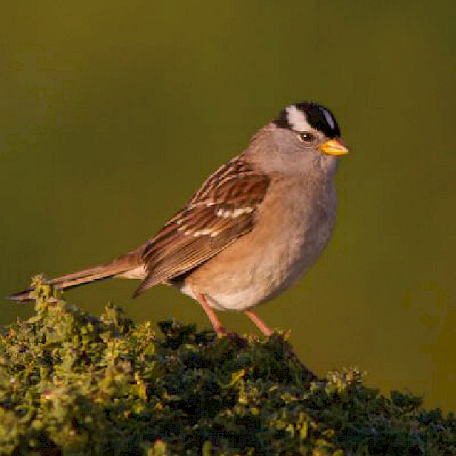 White-crowned Sparrow gallery image