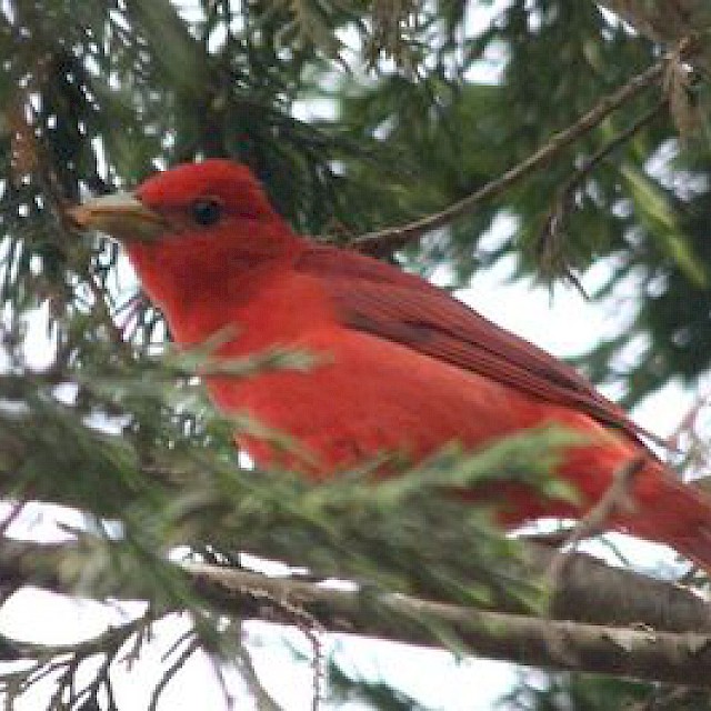 Summer Tanager gallery image