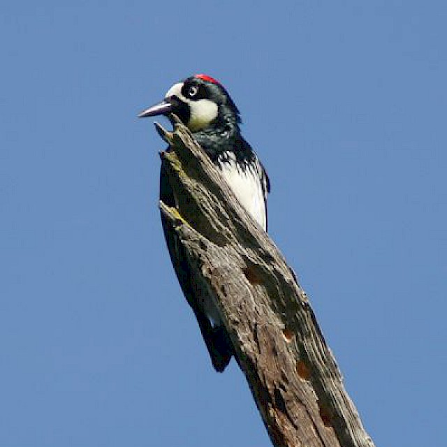 Acorn Woodpecker gallery image