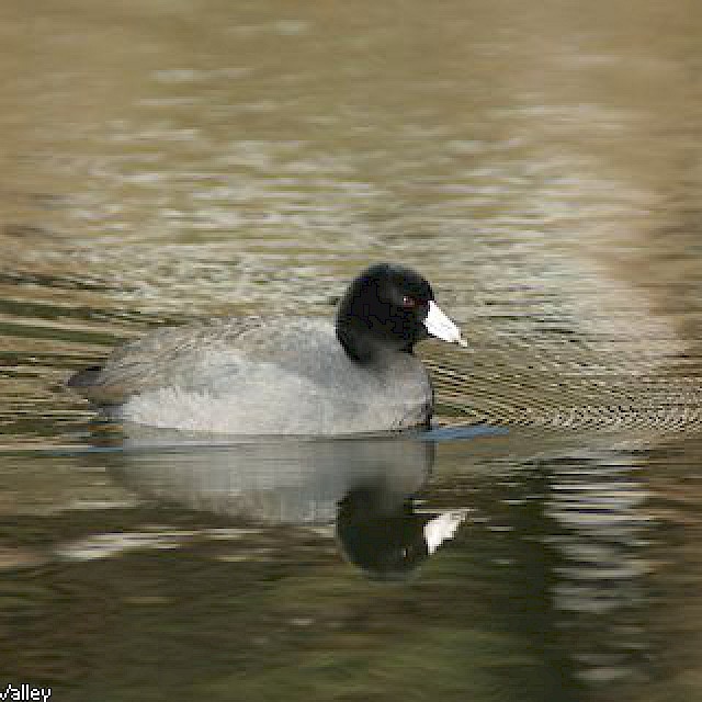 American Coot gallery image