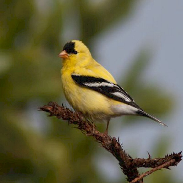 American Goldfinch gallery image
