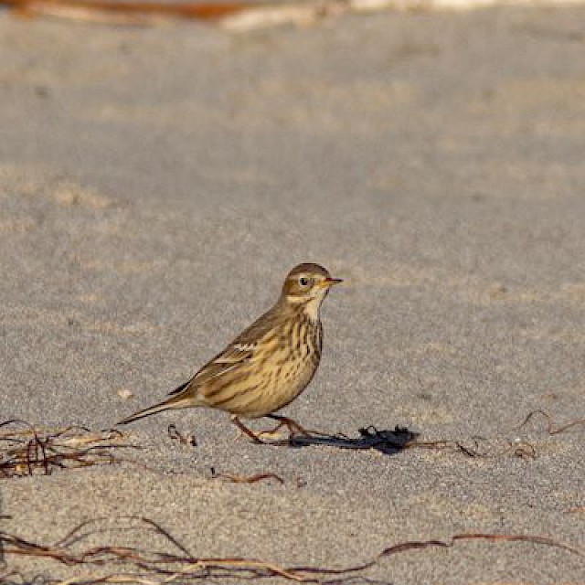 American Pipit gallery image