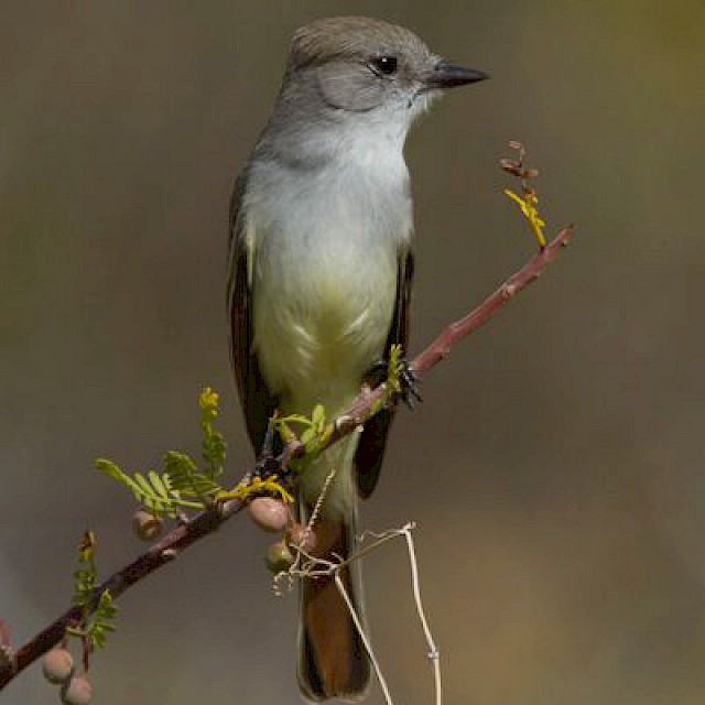 Ash-throated Flycatcher gallery image