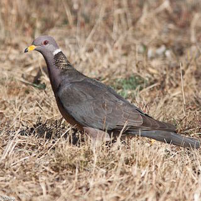 Band-tailed Pigeon gallery image