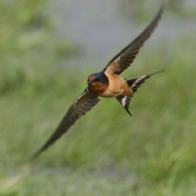 Barn Swallow gallery image