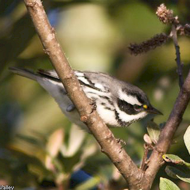 Black-throated Gray Warbler gallery image