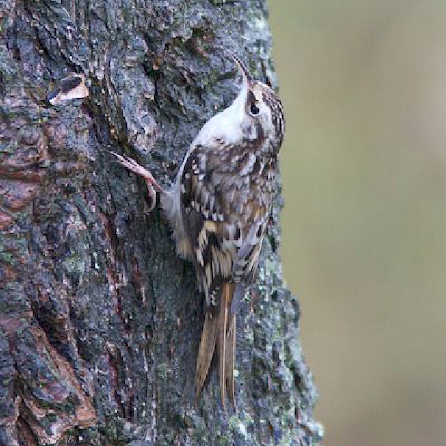 Brown Creeper gallery image