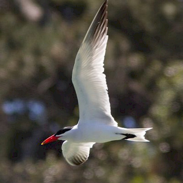 Caspian Tern gallery image