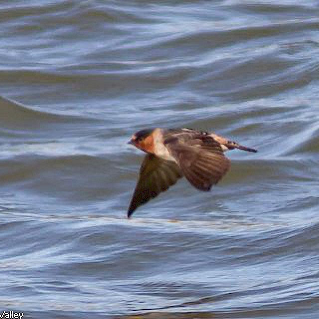 Cliff Swallow gallery image