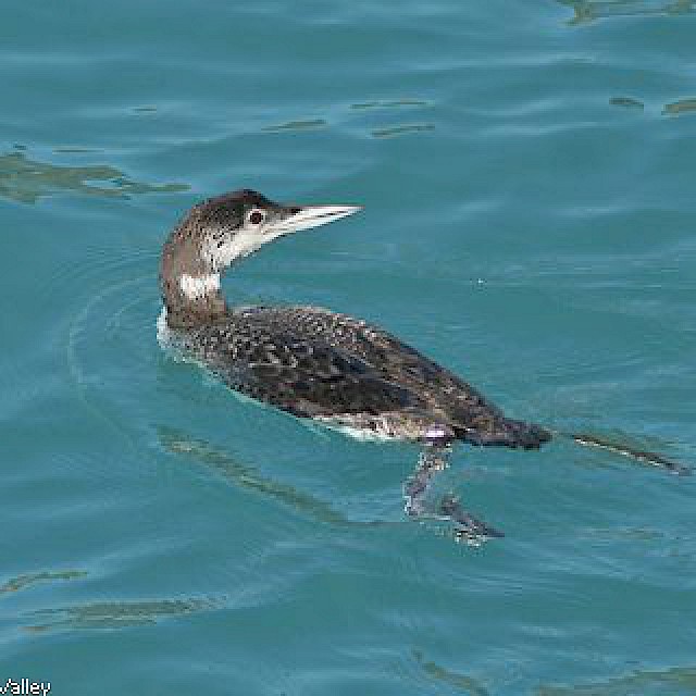 Common Loon gallery image