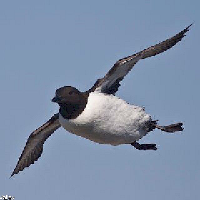 Common Murre gallery image