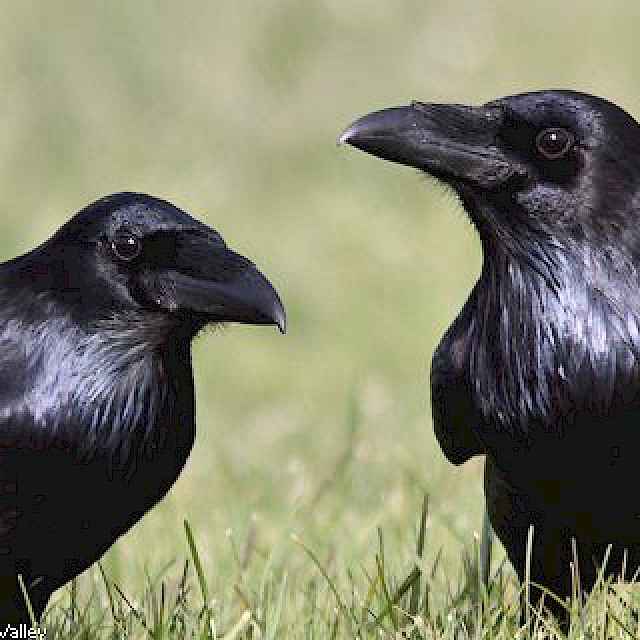 Common Raven gallery image