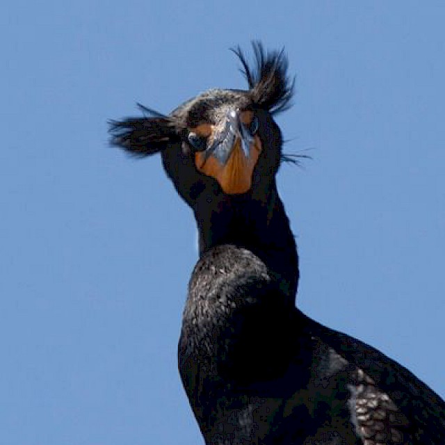 Double-crested Cormorant gallery image