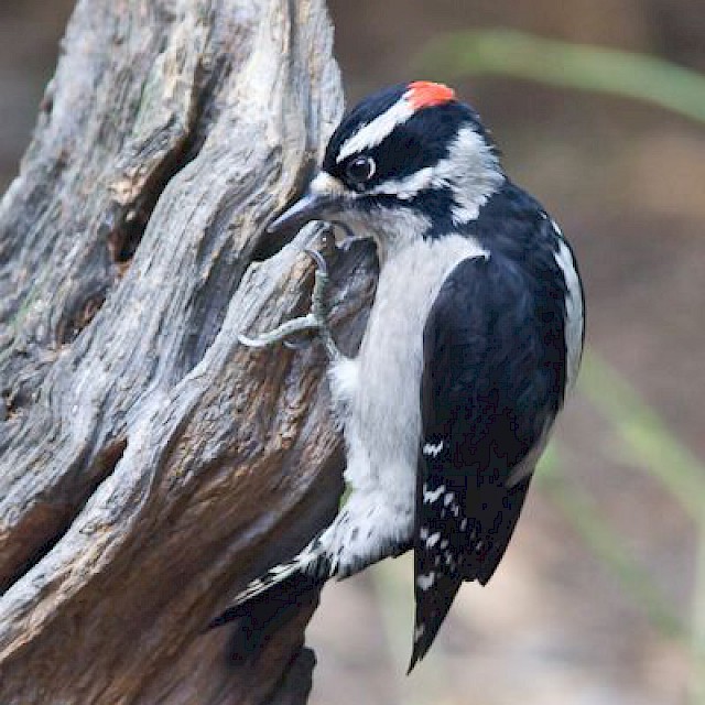 Downy Woodpecker gallery image