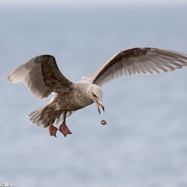 Glaucous-winged Gull (juvenile) gallery image