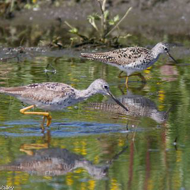 Greater and Lesser Yellowlegs gallery image