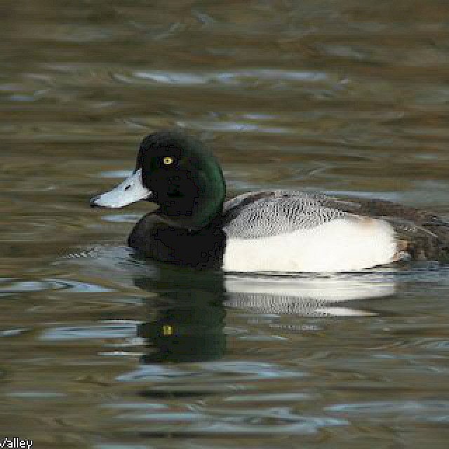 Greater Scaup gallery image
