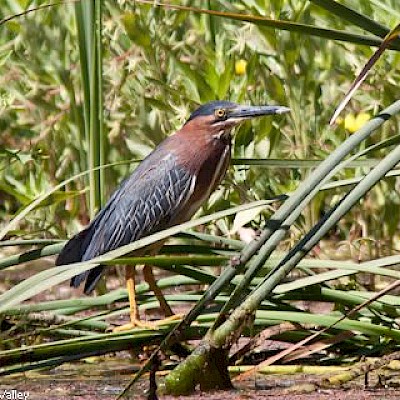 Birds of MCBG - Photo Galleries - MCBG Corp. 2024 | Fort Bragg, California