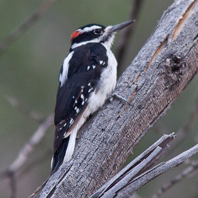 Hairy Woodpecker gallery image