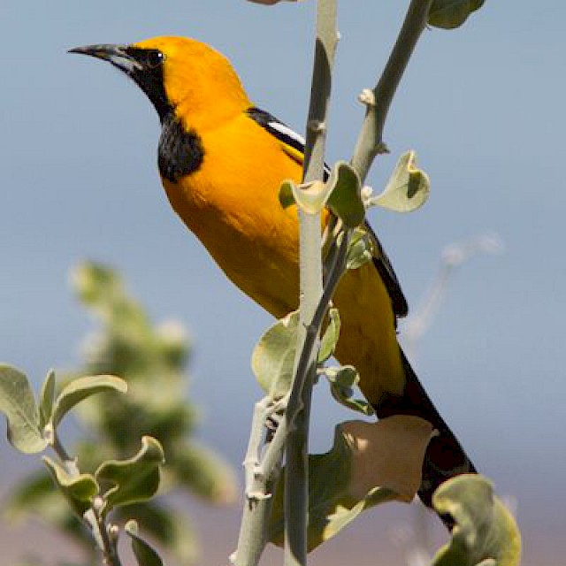 Hooded Oriole gallery image
