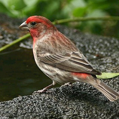 Birds of MCBG - Photo Galleries - MCBG Corp. 2024 | Fort Bragg, California