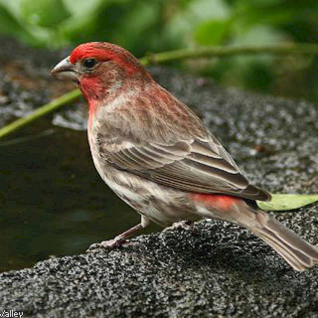 House Finch (male) gallery image