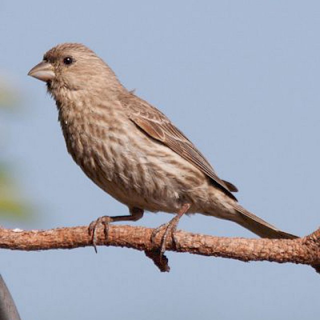 House Finch (female) gallery image