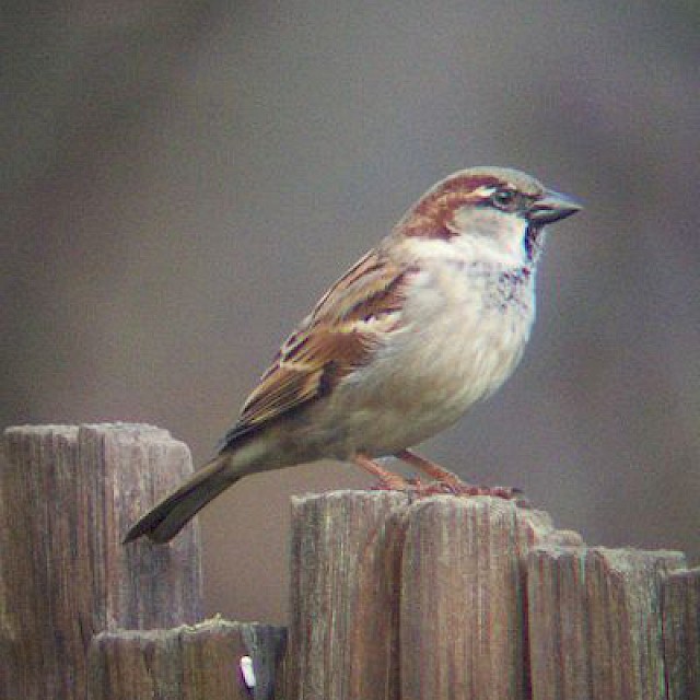 House Sparrow gallery image