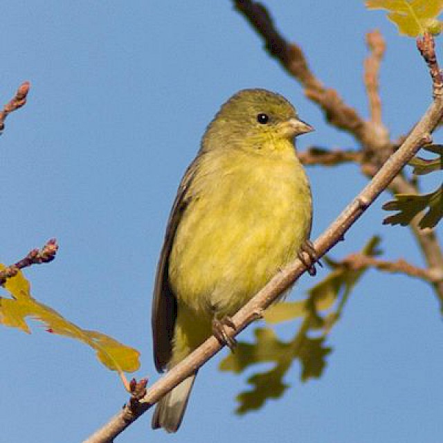 Lesser Goldfinch (female) gallery image