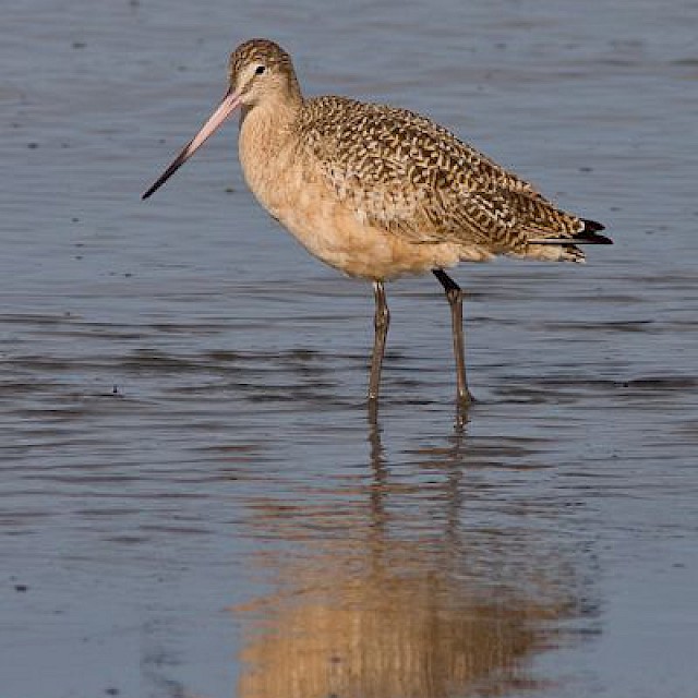 Marbled Godwit gallery image