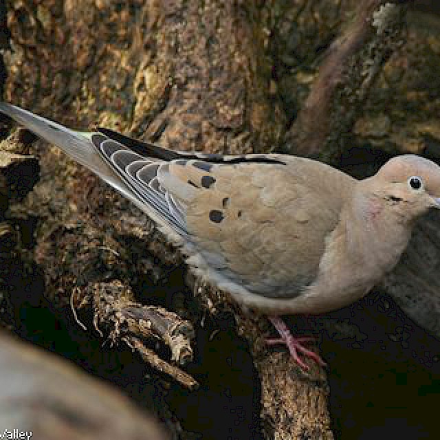 Mourning Dove gallery image