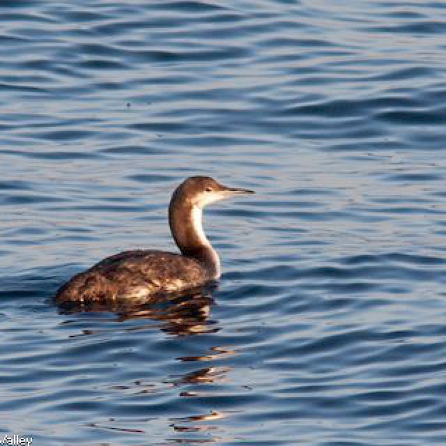 Pacific Loon (winter plummage) gallery image