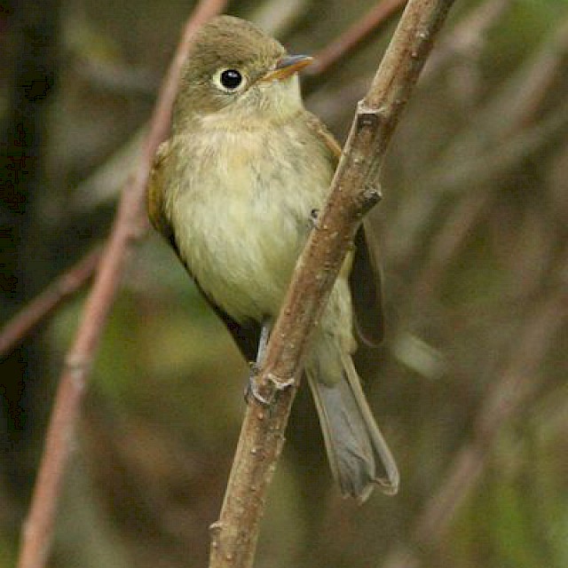 Pacific Slope Flycatcher gallery image