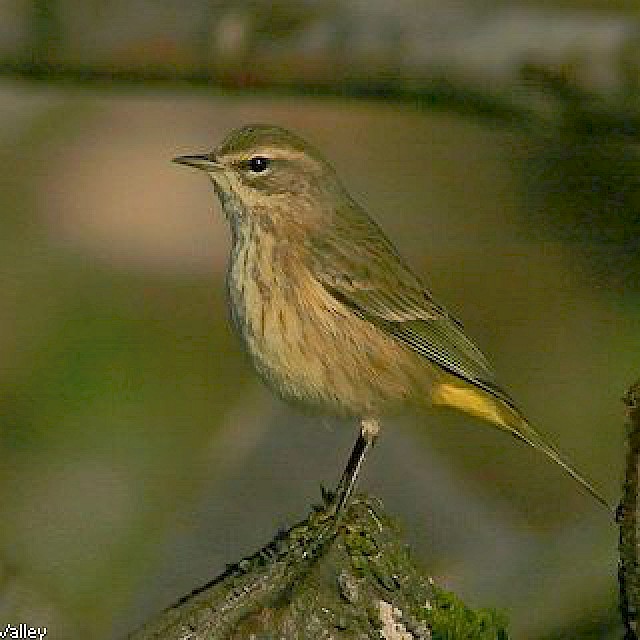 Palm Warbler gallery image