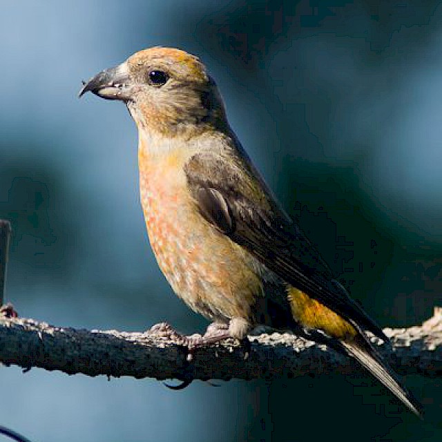 Red Crossbill (female) gallery image