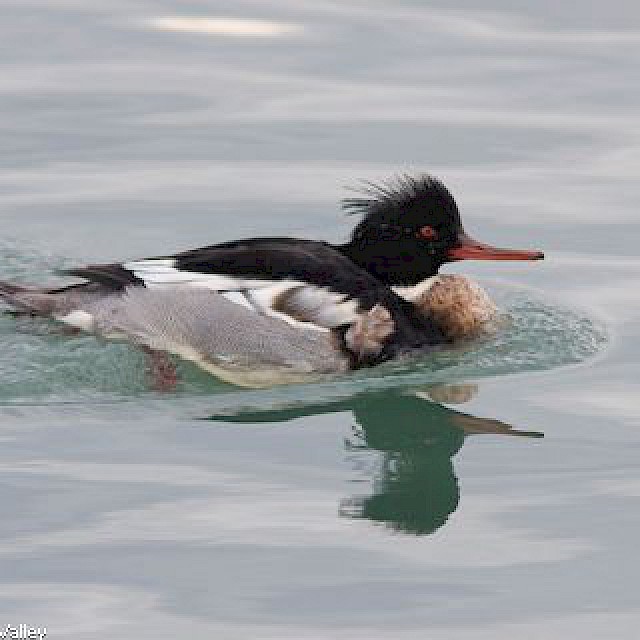 Red-breasted Merganser (male) gallery image