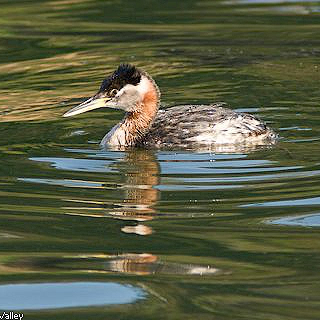 Red-necked Grebe gallery image