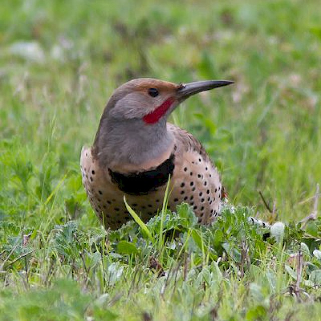 Red-shafted Flicker (male) gallery image