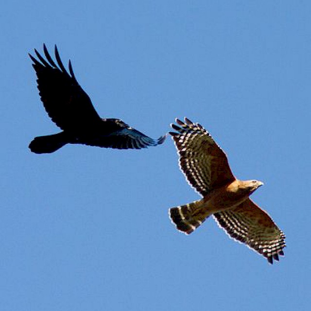 Red-shouldered Hawk (in flight with Common Raven) gallery image