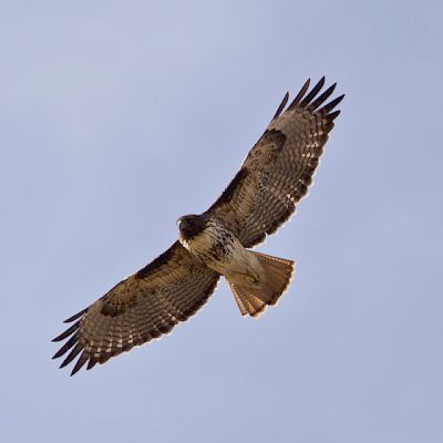 Red-tailed Hawk (in flight) gallery image