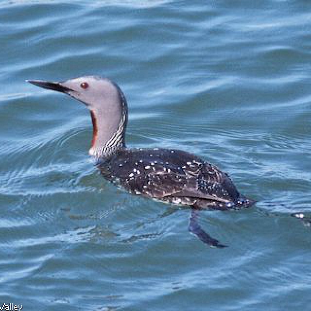 Red-throated Loon gallery image