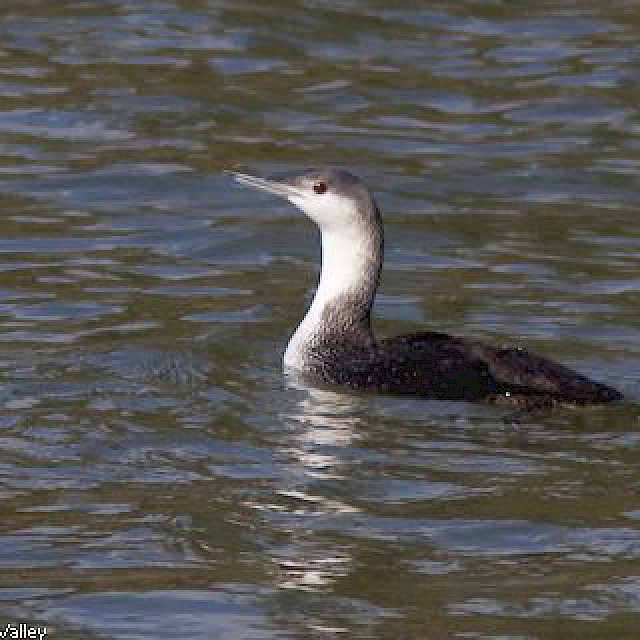 Red-throated Loon (winter plummage) gallery image