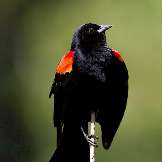 Red-winged Blackbird (male) gallery image
