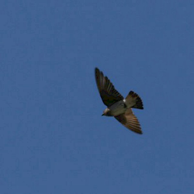 Rough-winged Swallow gallery image