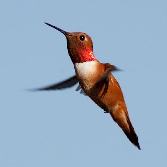 Rufous Hummingbird (male) gallery image